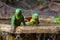 Two scaley breasted lorikeets playing in the water