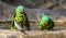 Two scaley breasted lorikeets take a bath