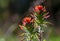 Two scarlet Indian paintbrush flowers