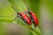Two Scarlet lily beetles