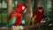two scarlet macaw (Ara macao), red parrot on wood tree branch