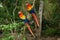 Two Scarlet Macaw parrots - Aras - siting in the tree in Copan Ruinas, Honduras, Central America
