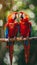 Two scarlet macaws facing each other on branch with blurred background and copy space