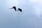 Two Scarlet Macaws in Flight