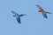 Two scarlet macaws are flying freely in the blue sky. The bird, which has the scientific name Ara macao, has very beautiful colore