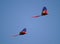 Two scarlet macaws flying side by side with blue sky in the background