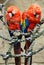 Two scarlet macaws perched on rope