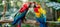 Two scarlet macaws perching on branch with blurred background, copy space for text