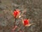 Two scarlet roses in autumn garden. Dying plants bright lit by setting sun. Wilting rose on rose-bush very closeup shot