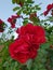 Two scarlet roses on a bush in the spring day, close-up