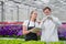 Two scientists agronomist breeder, a man and a woman, take samples in the greenhouse.