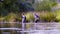 Two scientists ecologists in high rubber boots walking in the water of the forest river
