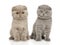 Two Scottish fold kittens sit on a white background