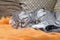 Two Scottish fold kittens sleep comfortably at home