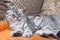 Two scottish fold kittens sleep comfortably at home