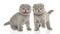 Two Scottish fold kittens on a white background