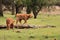 Two scottish Highlander calfs walking veluwe nature