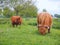 Two Scottish highlander cows standing in grass at rotterdam, the netherlands