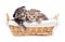 Two Scottish little kitten lying in basket