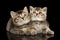 Two Scottish Straight Kittens Lying, Curious Looking up Isolated Black