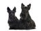 Two Scottish Terriers sitting
