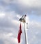 Two screaming seagull on boat mast with Turkish flag