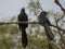 Two scrub blackbird on a branch