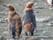 Two scruffy young adult king penguins