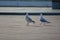 Two sea gull in a town square at Vitebsk, gold time of daylight