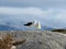 Two sea gulls on a rock