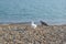 Two sea gulls walking along the pebble beach in kent England