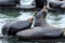 Two sea lions barking on a dock.