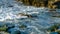 Two sea lions fighting, a male defensing his family.