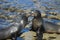 Two sea lions fighting while on the rocks in La Jolla California