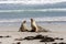 Two Sea Lions on the sandy beach, South Australia