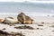 Two Sea Lions on the sandy beach, South Australia