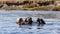 Two Sea Otters [enhydra lutris] floating in the seagrass in the Elkhorn Slough at Moss Landing on the Central Coast of California