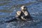 Two sea otters floating in the coastal waters off the island in