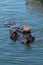 Two sea otters floating while feeding in waters off coastal Alaska USA