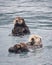 Two Sea Otters floating in the ocean at Kenai Fjords, Alaska