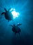 Two sea turtles back light