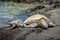 Two Sea Turtles Resting on a Rock