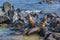 Two Sea Wolf at Rocky Beach, Galapagos, Ecuador