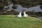 Two seabirds calling on top of cliff