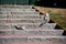 Two seagull chicks are resting on a stone stair in a park during a warm summer day in MalmÃ¶, Sweden