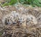 Two Seagull Chicks in their nest both awake.