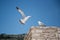 Two seagulls in the background of blue sky