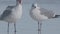 Two Seagulls on the Beach