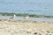 Two seagulls on the deserted sea coast of the beach