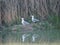 Two seagulls enjoying the pleasures of a spring morning at the lake of ivars and vila sana, lerida, spain, europe